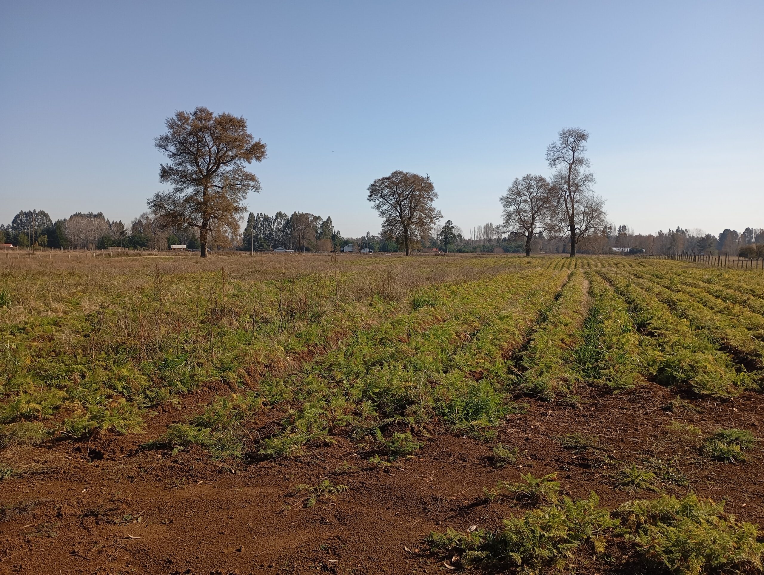 TEMUCO -VENDE -TRES HECTAREAS TERRENO AGRICOLA